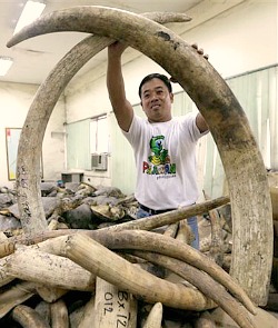 China and Africa's Wildlife: Elephants going extinct